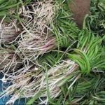 گیاهان دارویی کرمانشاه