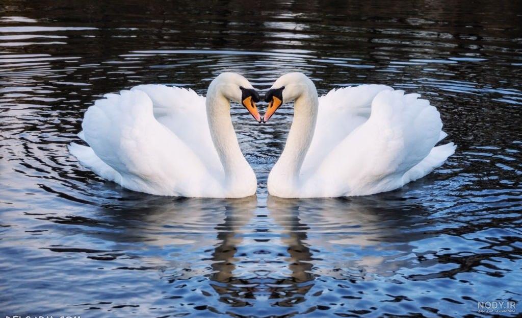 سلامت جنسی و تاب آوری همسران