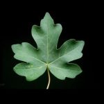 خانه تاب آوری ایران