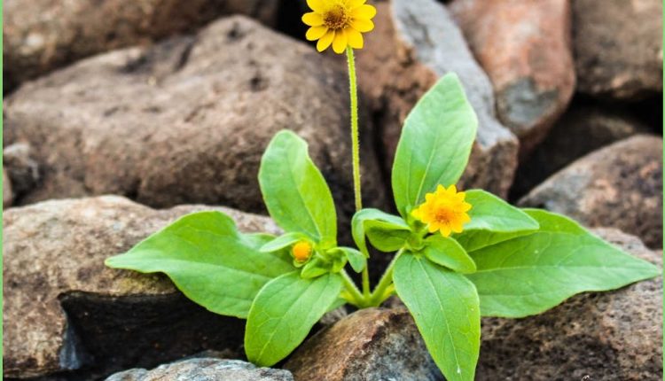 اخلاق حرفهای در مددکاری اجتماعی