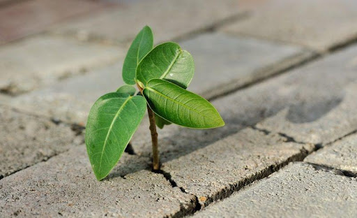 اخلاق حرفه‌ای در مددکاری اجتماعی