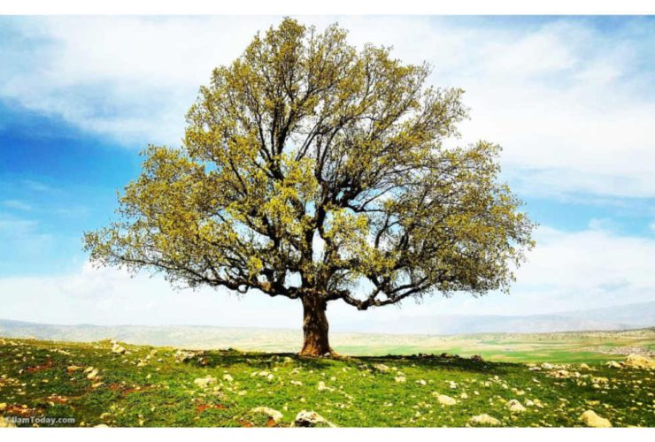 بلوط نماد تاب آوری و امید در اسطوره شناسی جهان