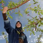 زنان ظرفیت پنهان تاب‌آوری و مدیران غیررسمی بحران