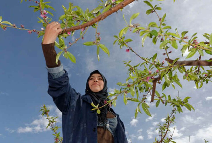 زنان ظرفیت پنهان تاب‌آوری و مدیران غیررسمی بحران