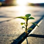 توسعه تاب‌آوری