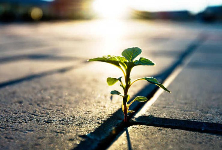 توسعه تاب‌آوری