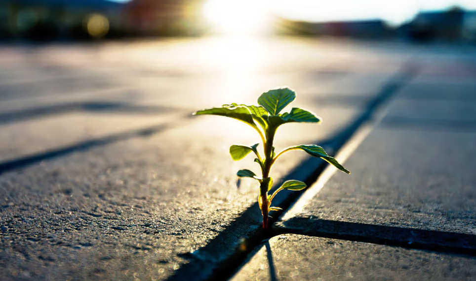 توسعه تاب‌آوری