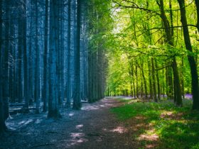 توسعه تاب‌آوری