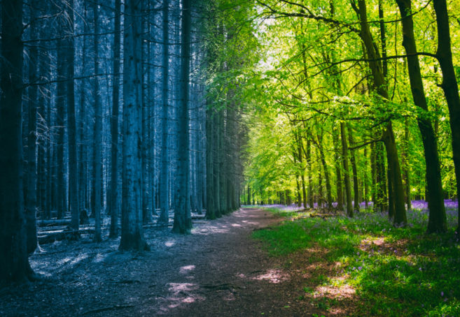 توسعه تاب‌آوری